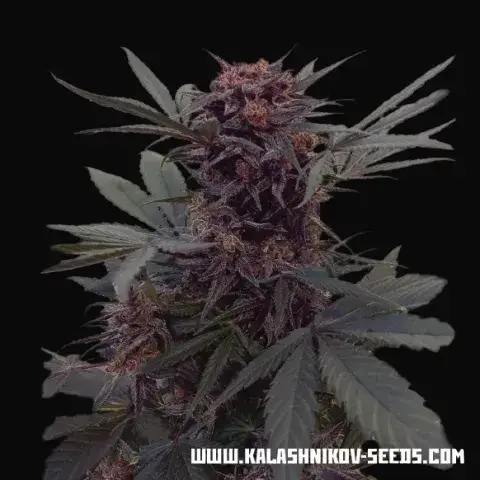 Babushka Black Auto