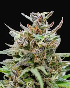 Baby Boom Auto