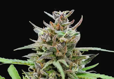 Baby Boom Auto