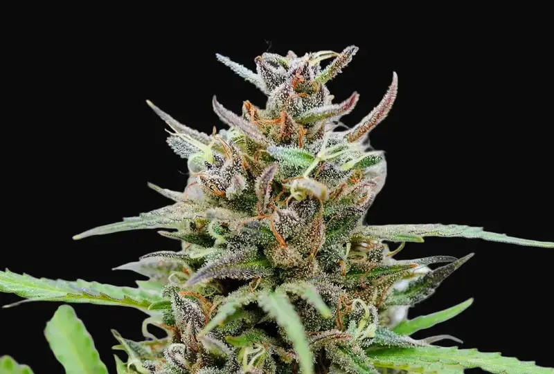 Baby Boom Auto