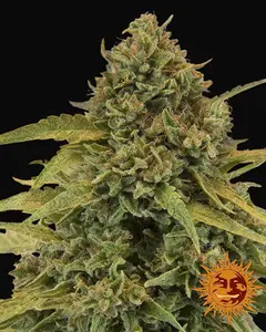 Bad Azz Kush