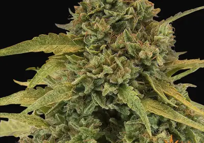 Bad Azz Kush