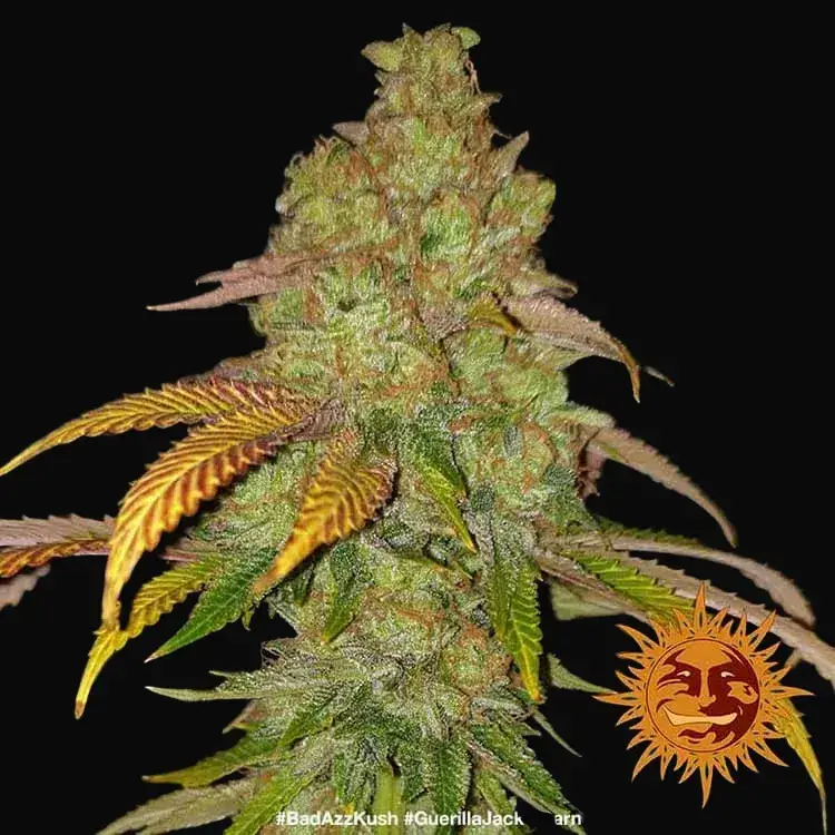 Bad Azz Kush — zdjęcie 5