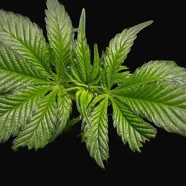 Bad Azz Kush — zdjęcie 3