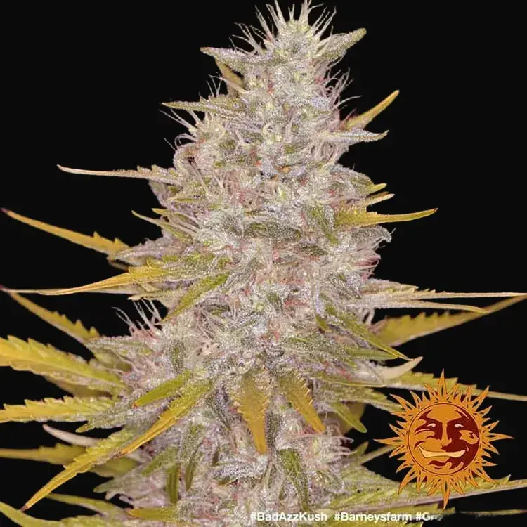 Bad Azz Kush — zdjęcie 2