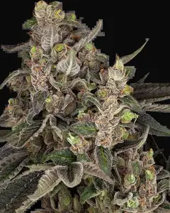Bahama Mama Automatic