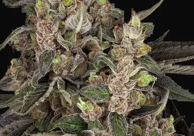 Bahama Mama Automatic