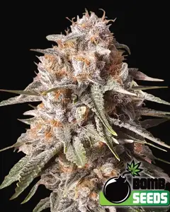 Baked Bomb Auto