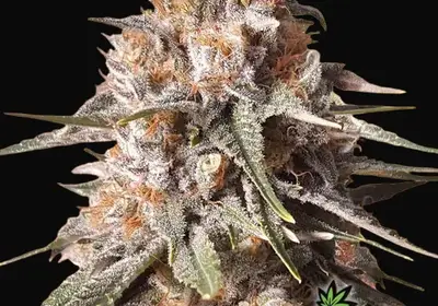 Baked Bomb Auto