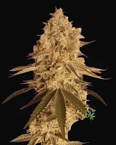 Baked Bomb
