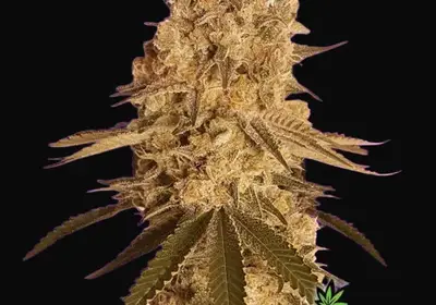 Baked Bomb