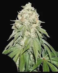 Banana Blaze