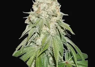 Banana Blaze
