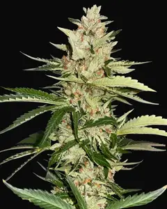 Banana Candy Krush