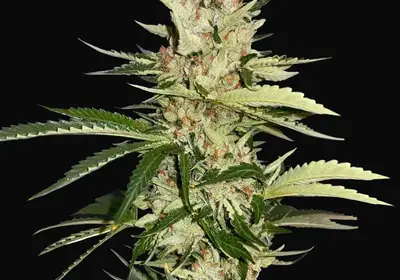 Banana Candy Krush
