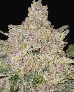 Banana Cherry Cookies Auto