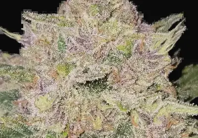 Banana Cherry Cookies Auto
