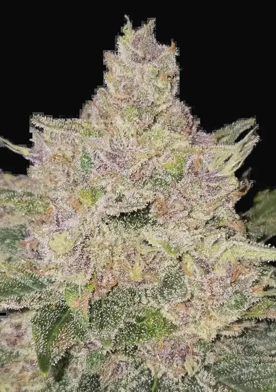 Banana Cherry Cookies Auto