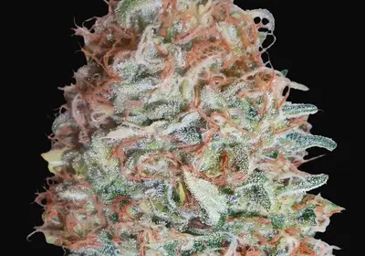Banana Cookies