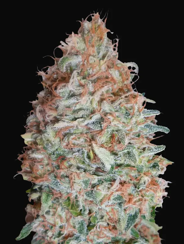 Banana Cookies