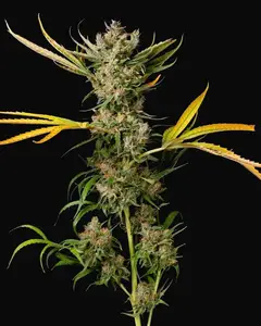Banana Cough