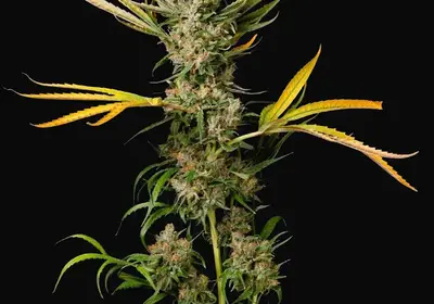 Banana Cough