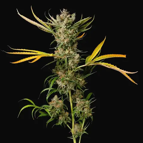 Banana Cough