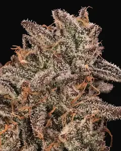 Banana Cream Sundae