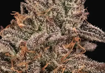 Banana Cream Sundae