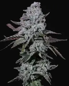 Banana Daddy IBL Auto