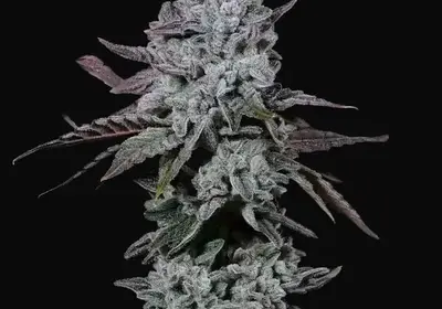 Banana Daddy IBL Auto