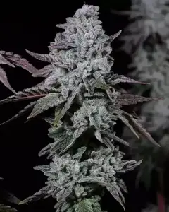 Banana Daddy IBL Auto