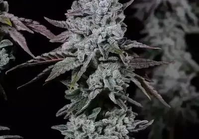 Banana Daddy IBL Auto