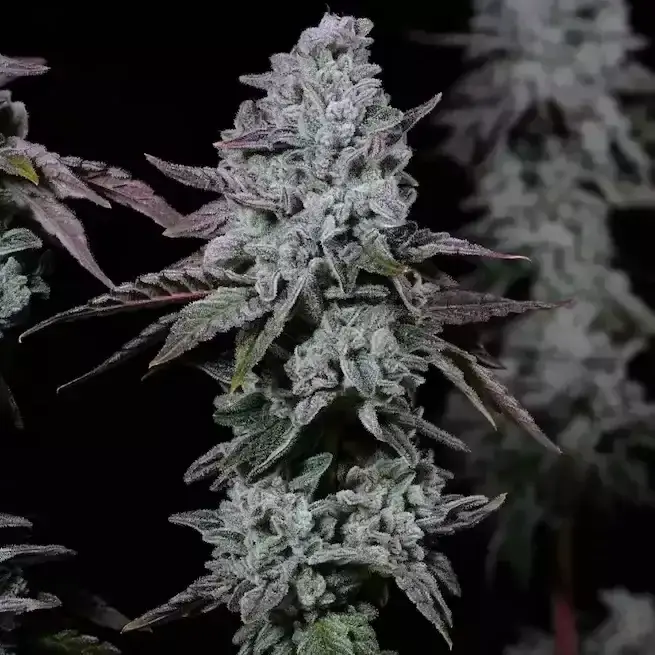 Banana Daddy IBL Auto