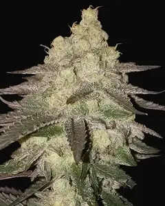 Banana Daddy RBX2 Auto