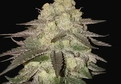 Banana Daddy RBX2 Auto