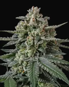 Banana Frost Auto