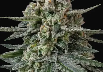 Banana Frost Auto
