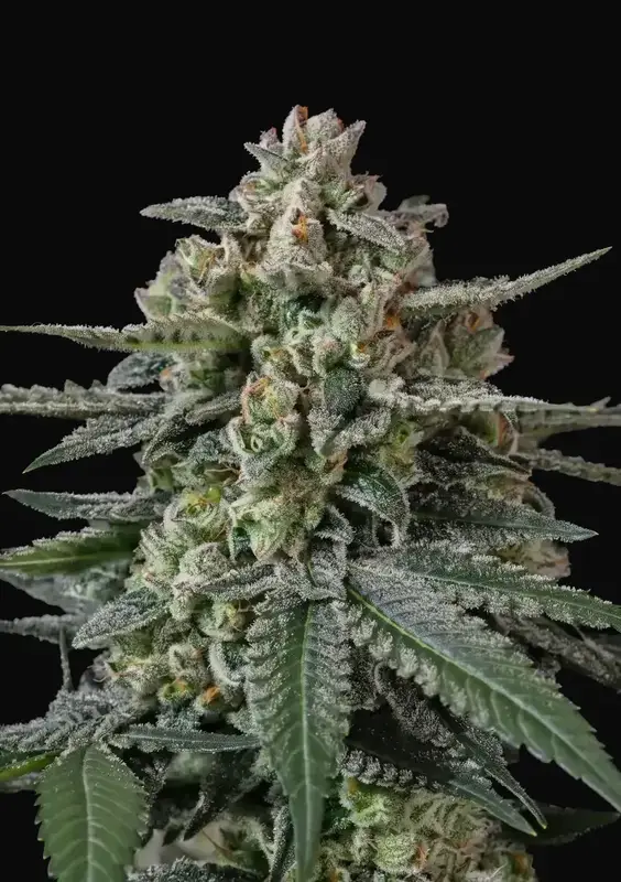 Banana Frost Auto