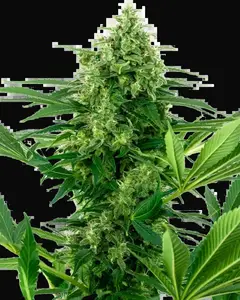 Banana Frosting Feminized