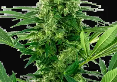 Banana Frosting Feminized