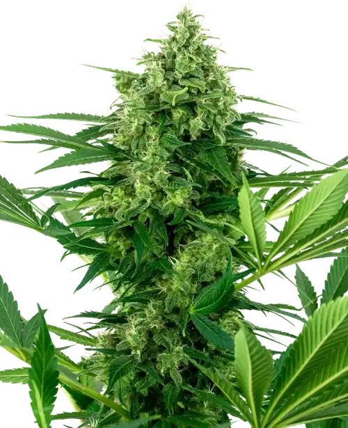 Banana Frosting Feminized
