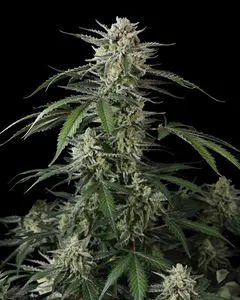 Banana Guava Auto
