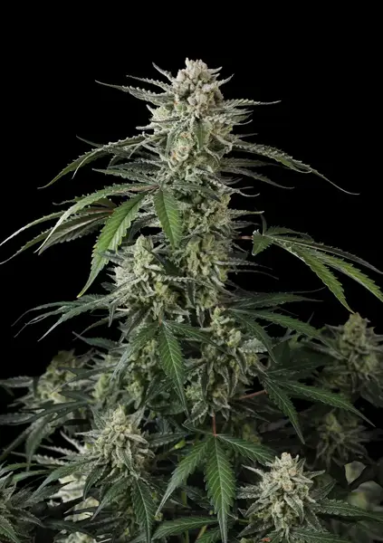 Banana Guava Auto
