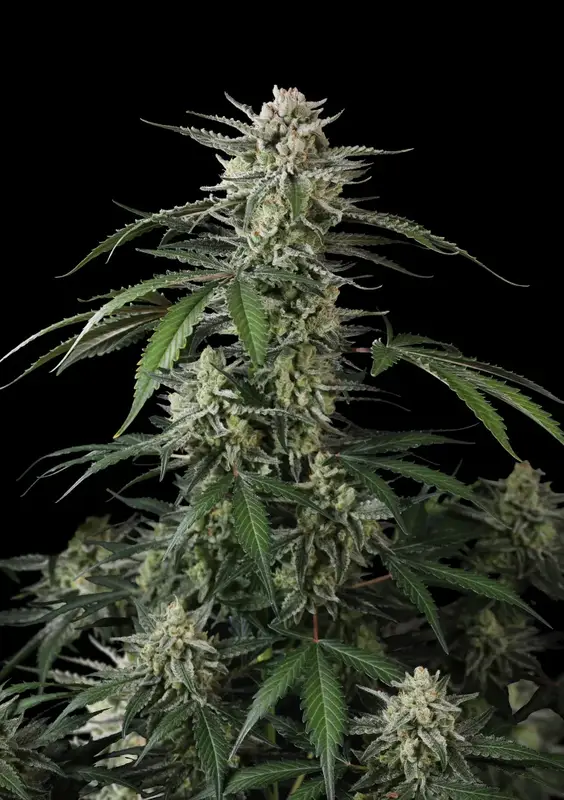 Banana Guava Auto