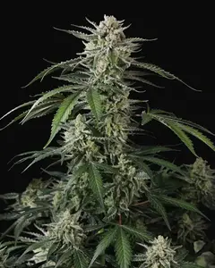 Banana Guava Auto