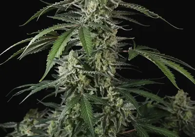 Banana Guava Auto