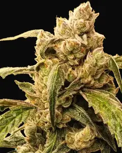 Banana Jealousy IBL Auto