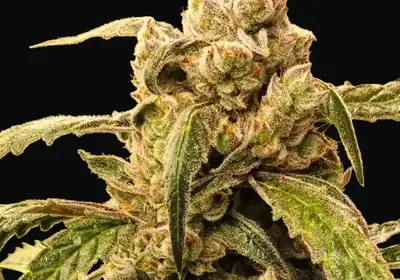 Banana Jealousy IBL Auto