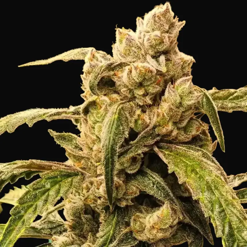 Banana Jealousy IBL Auto